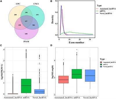 Identification of mRNAs and lncRNAs Involved in the Regulation of Follicle Development in Goat